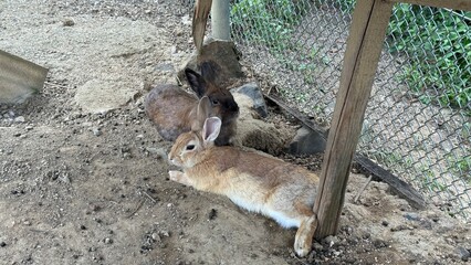 rabbit in the zoo