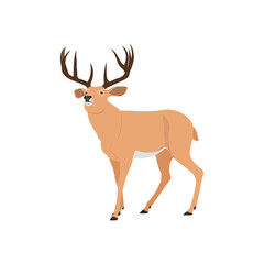 Vector illustration of deer in cartoon flat style. Male or female deer wild life animal isolated in white background. Cute different poses deer with long horns for logo, icon, infographic, symbol