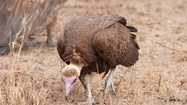 Hooded vulture (Necrosyrtes monachus) is an Old World vulture. It is a critically endangered species. Slow motion, 25 percent natural speed.
