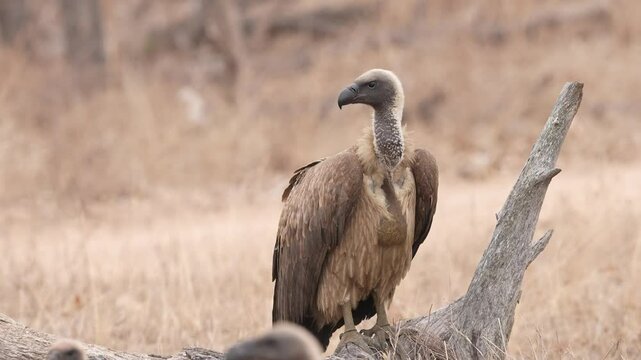 White-backed vulture (Gyps africanus) is an Old World vulture. It is critically endangered. Slow-motion, 25 percent natural speed.