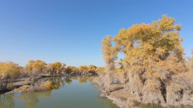 Driving on road passing through populus euphratica forest in Gobi desert with yellow foliage in Tarim Populus euphratica Forest Park, Xinjiang, China, side view from the car, 4k real time footage.