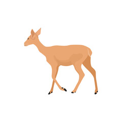 Vector illustration of deer in cartoon flat style. Male or female deer wild life animal isolated in white background. Cute different poses deer with long horns for logo, icon, infographic, symbol