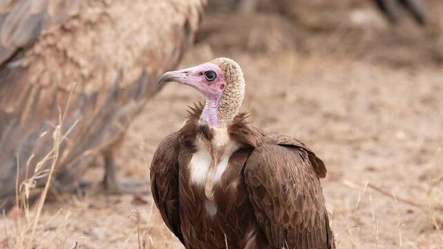 Hooded vulture (Necrosyrtes monachus) is an Old World vulture. It is a critically endangered species. Slow motion, 25 percent natural speed.
