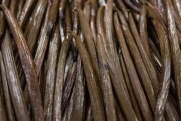 Vanilla in La Reunion in the Indian Ocean, black pods drying 