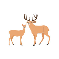 Vector illustration set of deer in cartoon flat style. Male or female deer wild life animal isolated in white background. Cute different poses deer with long horns for logo, icon, infographic, symbol
