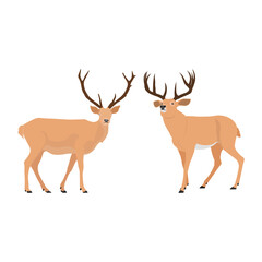 Vector illustration set of deer in cartoon flat style. Male or female deer wild life animal isolated in white background. Cute different poses deer with long horns for logo, icon, infographic, symbol