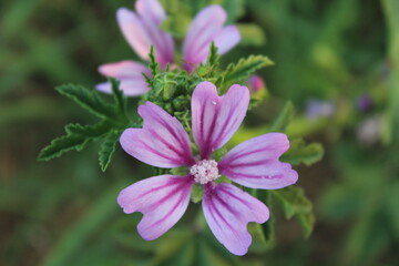 Obraz premium Wild Mallow