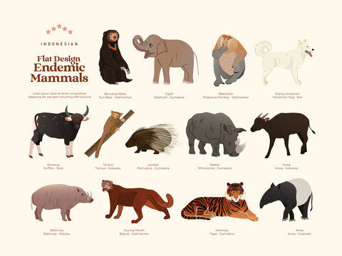 Flat design Isolated Indonesian endemic mammals illustration