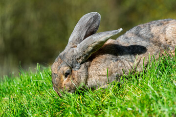Serene Rabbit in the Wild: A Graceful Pose of a Gray and Brown Bunny Amidst Green Grass