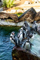 Fototapeta premium Penguins by the Pool: A colony of Humboldt penguins gathers at the water in a zoo enclosure, seeking refreshment.