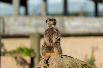 Alert Meerkat Perched on a Rock; A meerkat sits upright on a rock, looking alert and directly at the camera, with a blurred zoo enclosure in the background.