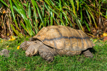 Tortoise Strolling in Its Natural Surroundings: A Tranquil Scene Amidst Greenery and Rocks.