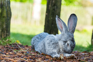 Grey Rabbit Resting on Mulch: A Tranquil Moment in a Natural Outdoor Habitat