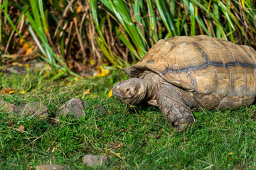 Tortoise in its Natural Habitat: A Serene Snapshot of a Tortoise Amidst Greenery and Rocks