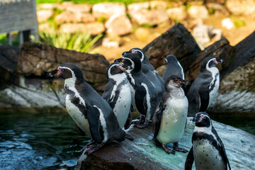 Fototapeta premium Penguins on Display: A Social Gathering of Eight Penguins on Rocky Terrain by the Water.