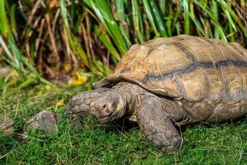Giant Tortoise in Lush Habitat: A giant tortoise enjoys a meal of green grass in a lush, green habitat.