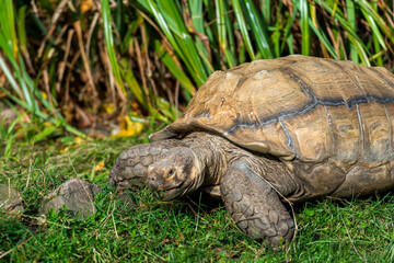 Tortoise Grazing in Green Grass: A large tortoise grazes peacefully in lush green grass, with a background of foliage.