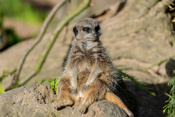 Fototapeta premium Vigilant Meerkat: A Sentinel in the Sunlit Woodland Habitat