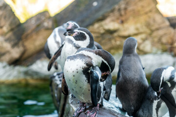 Naklejka premium Captivating Scene of Seven Penguins Showcasing Their Distinctive Black and White Plumage, Standing on a Rocky Surface with a Natural Background of Rocks and green water.