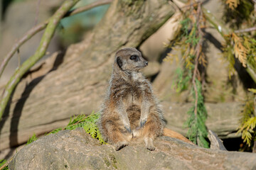 Watchful Meerkat: A Natural Sentinel in Its Woodland Habitat