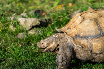 Tortoise Navigating Green Terrain: A large tortoise walks through a grassy area, its weathered shell and sturdy legs carrying it forward.