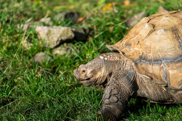 Tortoise on the Move: A large tortoise steadily walks through green grass, its rugged shell and powerful legs on display.