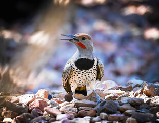 Northern Flicker
