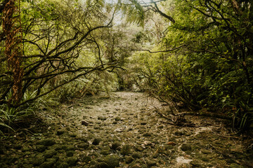 Magical green path in the forest