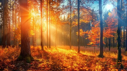 Forest with sunny autumn weather
