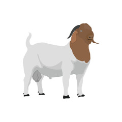 Vector illustration of boer goat in cartoon flat style. Farming domestic animal for breeding, dairy and meat. Goat digital resources for logo, symbol, icon, poster, infographic