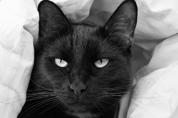 Portrait of a serious black cat in a blanket. The cat looks at the camera.
