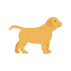 Vector illustration of labrador retriever dog in cartoon flat style. Dog behavior, body language and face expressions. Cute yellow labrador retriever.
Pet animal