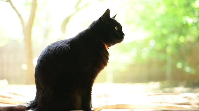 新緑を背景にくつろぐ黒猫