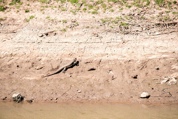 Argentine tegu lizard on the river bank