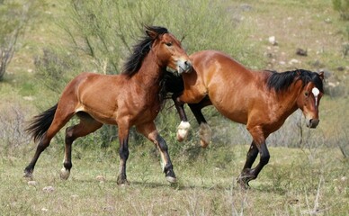Fototapeta premium Wild Stallions Sparring in Desert 