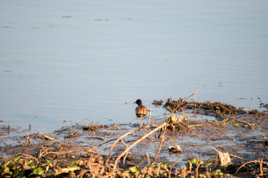 photo of Jacana jacana bird in the lake