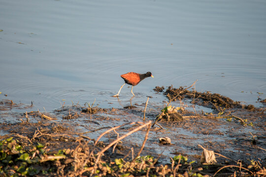 photo of Jacana jacana bird in the lake