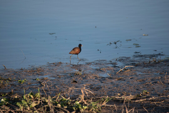 photo of Jacana jacana bird in the lake