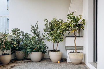 Potted plants on the terrace