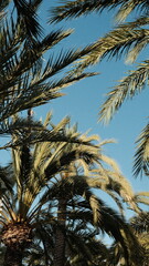 palm trees against blue sky