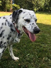 Dalmatian Dog in a Park