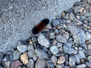 Woolly Bear Caterpillar on Gravel