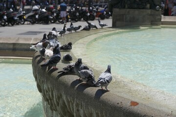 Fototapeta premium Pigeons at a Fountain