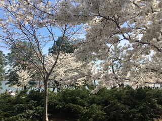 Cherry Blossom Trees in Spring