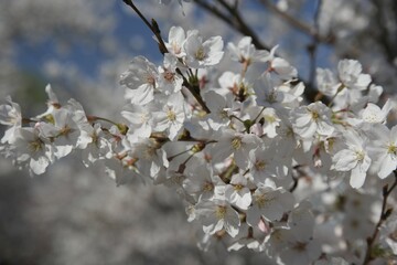 Blossom Cluster in Spring