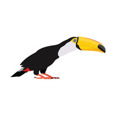 Vector illustration of toucan bird in cartoon flat style. Single colorful tropical bird wildlife animal. Pet Ramphastos toco isolated for digital resources, icon, logo, etc