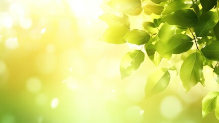A serene image of green leaves illuminated by soft light, evoking a peaceful, natural atmosphere.