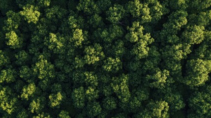 Fototapeta premium Aerial view of a dense green forest showcasing lush foliage and natural beauty.
