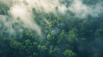Fototapeta premium Aerial view of a lush forest enveloped in mist and soft sunlight.