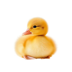 Fototapeta premium fluffy yellow duckling, cute baby bird isolated on transparent background Generative Ai.
